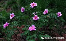 移栽花卉怎样成活率高、移栽花卉怎样成活率高
