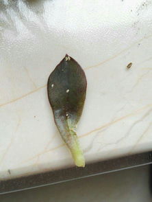 黑法师上长了一种白色的虫子,看着不会动,没有明细的虫子特征,很多叶子都掉了,请教一下应该用什么药 