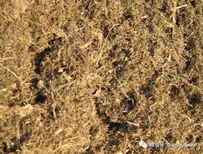 谨以此文献给使用全颗粒或泥炭土的朋友们 