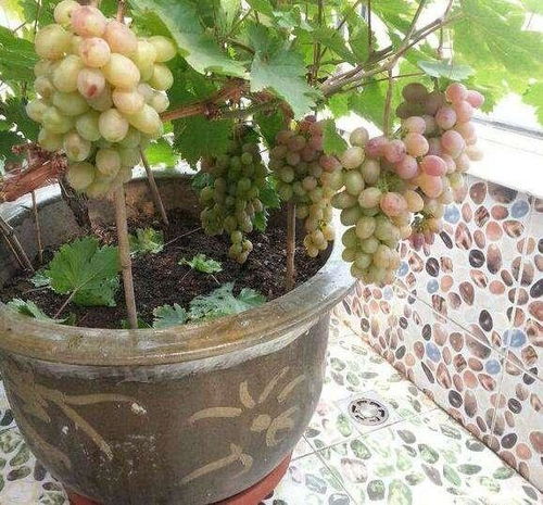 老桩葡萄树留几根主干好—葡萄树老桩好还是新