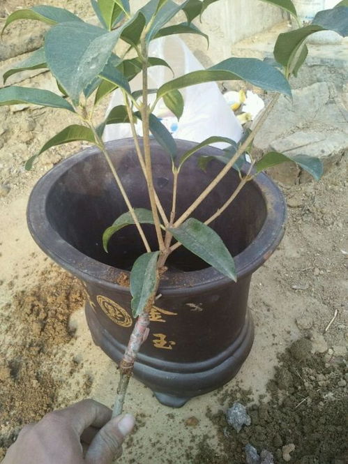 门前栽桂花,人前显富贵 新买的做好4点,缓苗快,花满枝 花盆里 