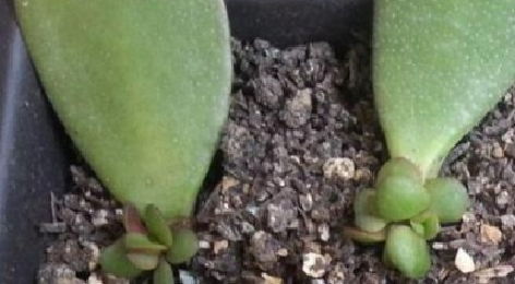 不要在买花了,这4种花摘片叶子丢土里就生根,养1盆可变100盆
