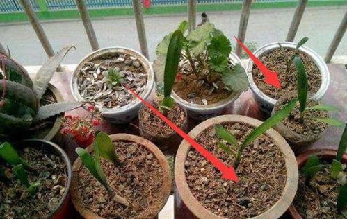 椰砖土能直接栽花吗,椰砖拌土的不良后果