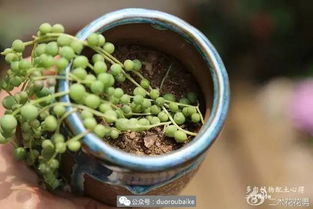 多肉用过的土还可以第二次用、多肉换过的土还