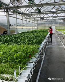 无土栽培与植物工厂化