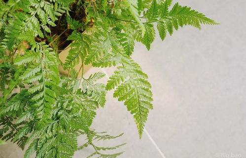 那些比绿萝还好养活的网红植物们 养死算我输