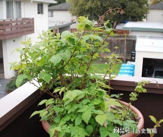 种石榴树用多大花盆,盆栽石榴树选多大盆合适