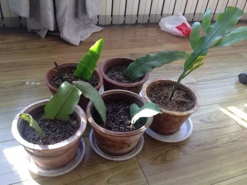 种花用的营养土怎么做_栽花的营养土怎么制作