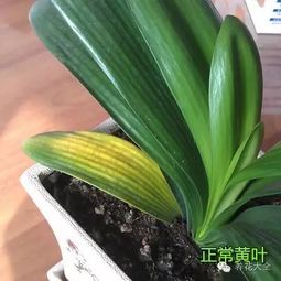 1棵君子兰价值千万 你家也能养出来 