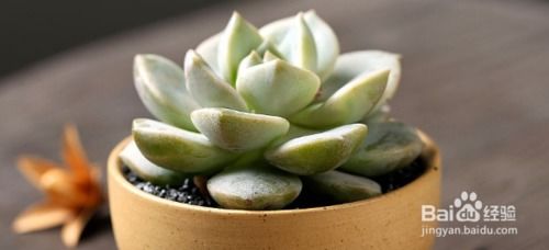 适合新手养的多肉有哪些,赶紧入手吧 