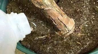 盆栽的土壤里有很多小虫子怎么办,盆栽土上有小