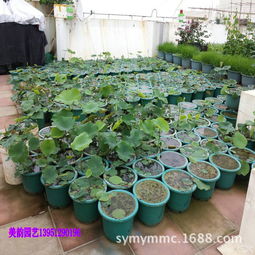 价格 图片 品牌 怎么样 元珍商城 