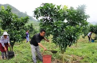 果树施肥的最佳部位是哪里