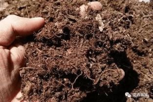 教你怎么在家自制营养土,比外面买的好多来了
