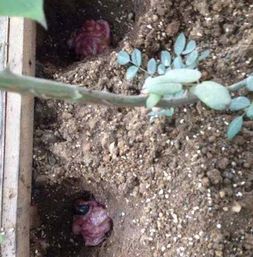 花盆底下加点料 十年不用再施肥花大叶茂根系粗壮