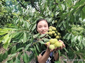 嫁接李子树几年结果、李子树嫁接后几年结果