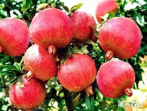 紫玉石榴怎么修剪—紫玉石榴怎么修剪视频