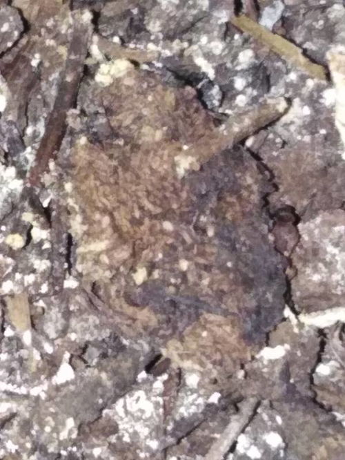 花盆土里黑色的爬行小虫子,花盆土里黑色的爬行