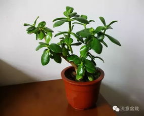 盆栽玉树可以用营养土吗_盆栽玉树用什么土最好