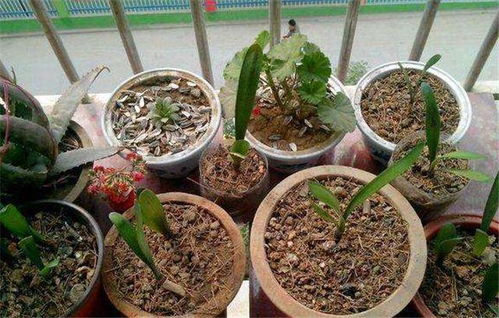 花盆里土壤板结怎么办-养花盆土壤板结的原因及