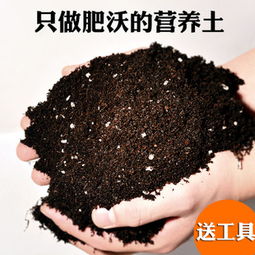 营养土用不用掺普通土-营养土需要和其他土混合