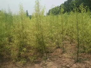 移栽树木什么时候好、移栽树木什么时候施肥