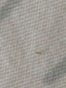 床上有小白虫爬的很快_床上的十种虫子及图片