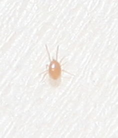 谁能准确的告诉我这是什么虫子 