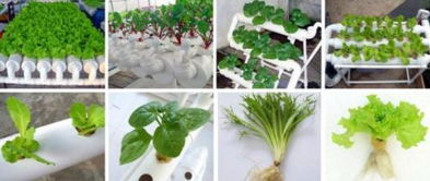 用塑料盆种菜应注意什么