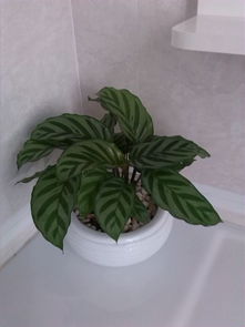 这个是什么植物 容易生小飞虫吗 顺便能否解释一下,这些家养植物为什么会长小虫啊 