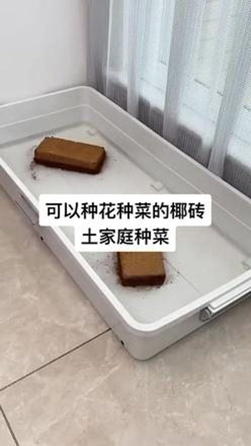 可以种花种菜的椰砖土家庭种菜 阳台种菜 家庭种植 在家种菜 