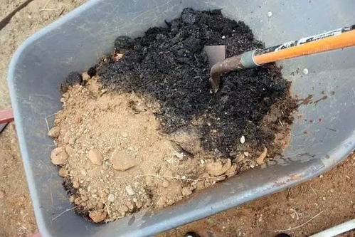 怎样用椰砖配营养土