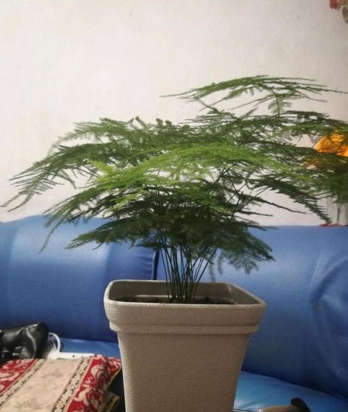 养护文竹,这样去配土,文竹不烂根,不黄叶,枝叶越来越油绿 土壤 