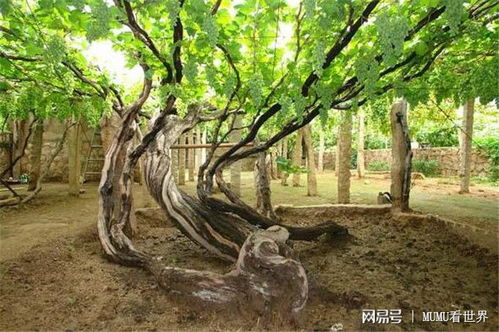 老葡萄树能砍断主干更新吗