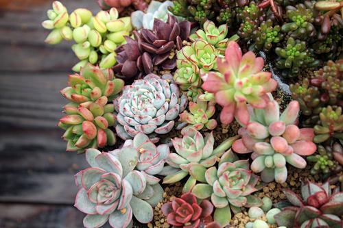 多肉植物怎么养才养得又大又肥;多肉植物怎么养