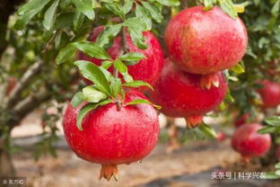 观赏石榴树的种植方法、观赏性石榴树
