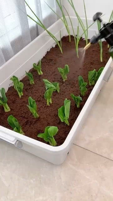 椰砖最佳配土方法种菜-椰砖种菜为什么会死
