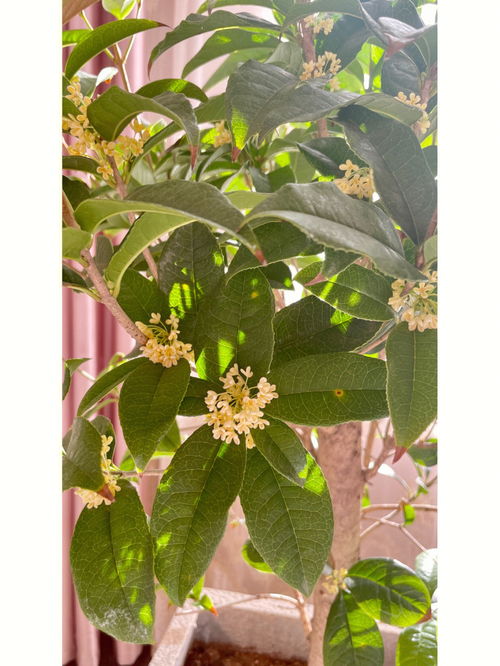 分享一下北方封闭阳台桂花爆花的一点小经验 