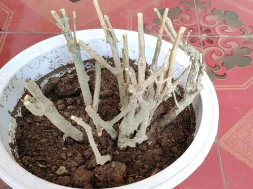 20年的老桩绣球,真是大宝贝 这些老桩不能要,养不活,不开花 茉莉 
