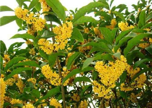桂花树用了一把那复合肥
