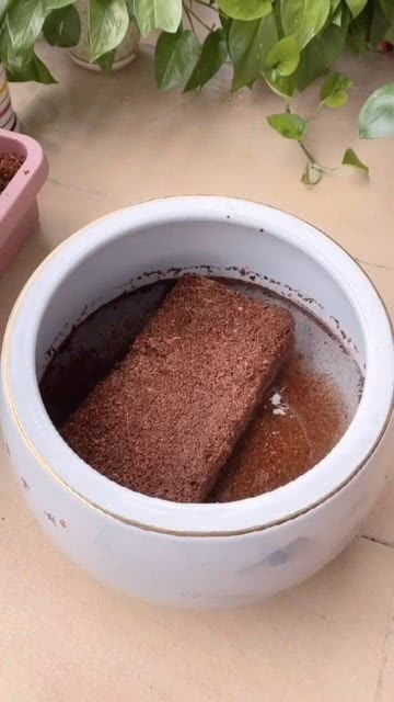 营养又透气的椰砖土,种花种菜都可以,方便又实用 