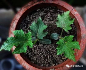 养花的土哪里可以买到-花卉用土在哪买