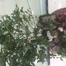 小叶紫檀盆景 买回来的时候很茂盛 现在老是掉叶子 一碰就掉 掉的叶子干干的 也不黄 请问怎么回事啊 
