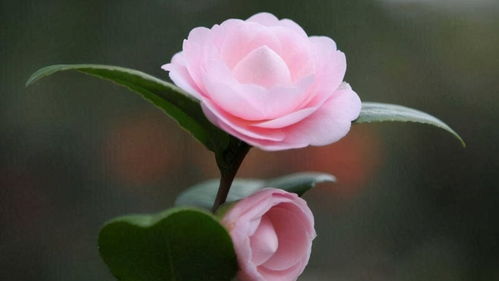 茶花用营养土好吗,茶花能不能用营养土种植