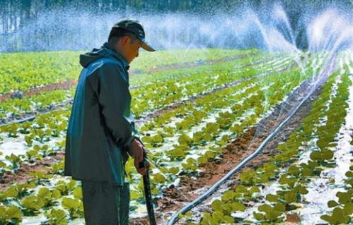 营养土种植后需要浇水么—营养土还用加肥吗