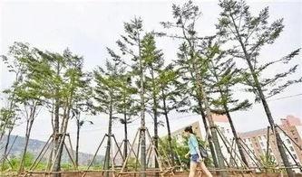 夏天移栽后遮阴几天_移栽后遮阳是为了什么