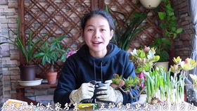 冬天室内养花,小飞虫满屋飞,教你两招消灭它