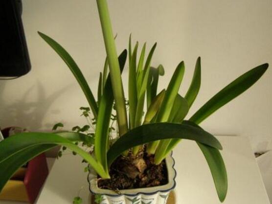 兰花用什么土栽培最好,软植料与硬植料培育最利于生长 