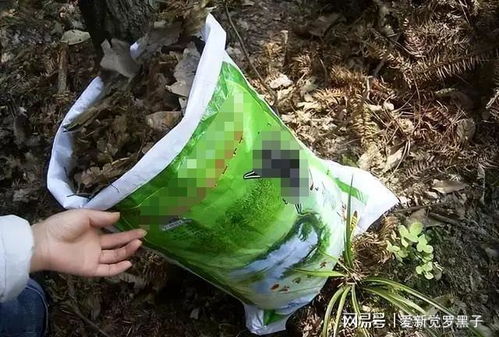 买来的营养土能直接使用吗;买来的营养土能直接
