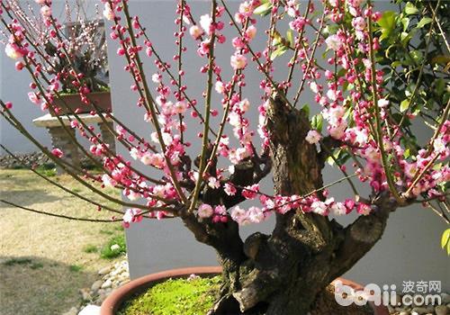 盆栽梅花的土怎么配、梅花土壤的配制